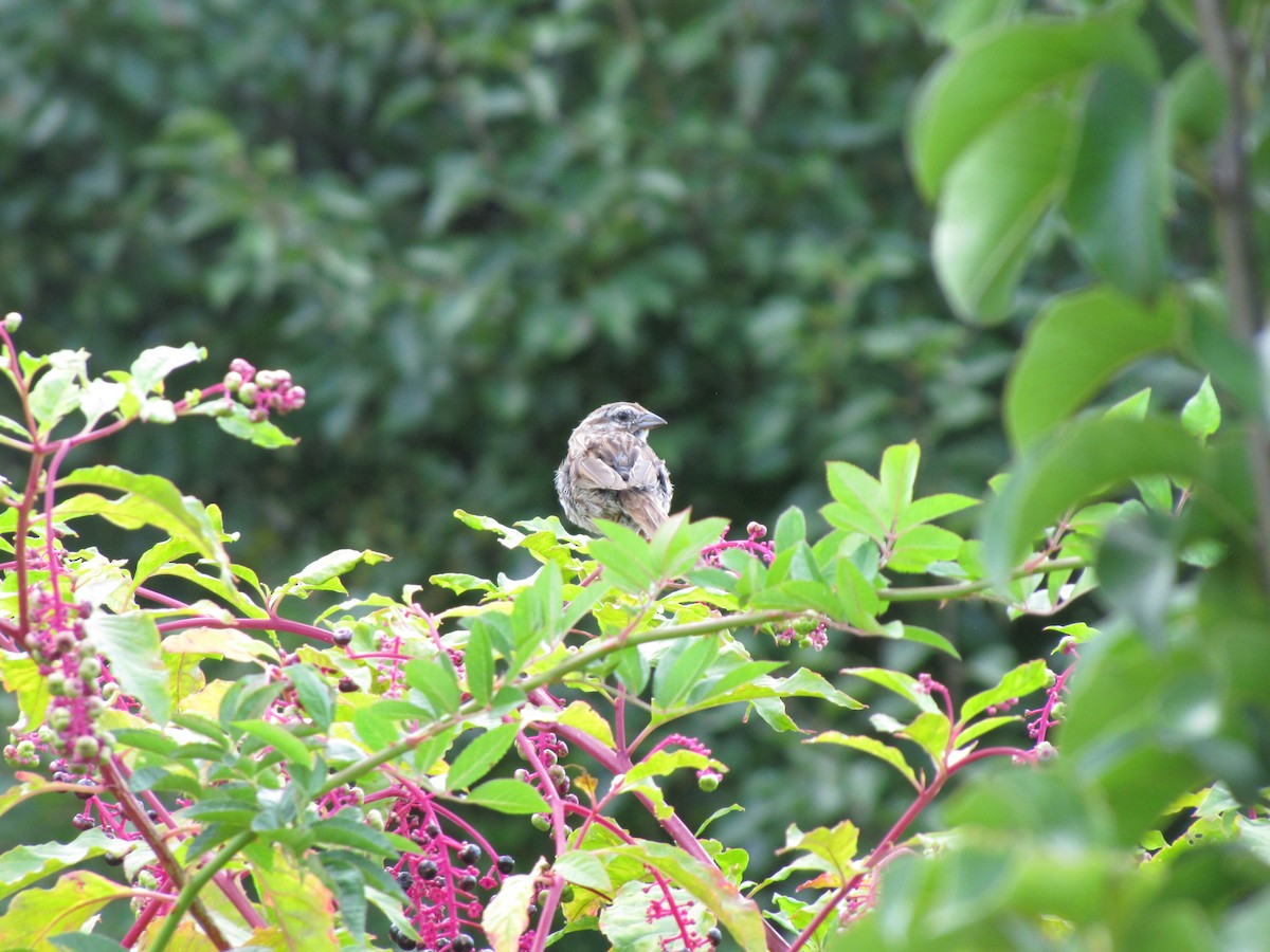 Song Sparrow - ML642826494