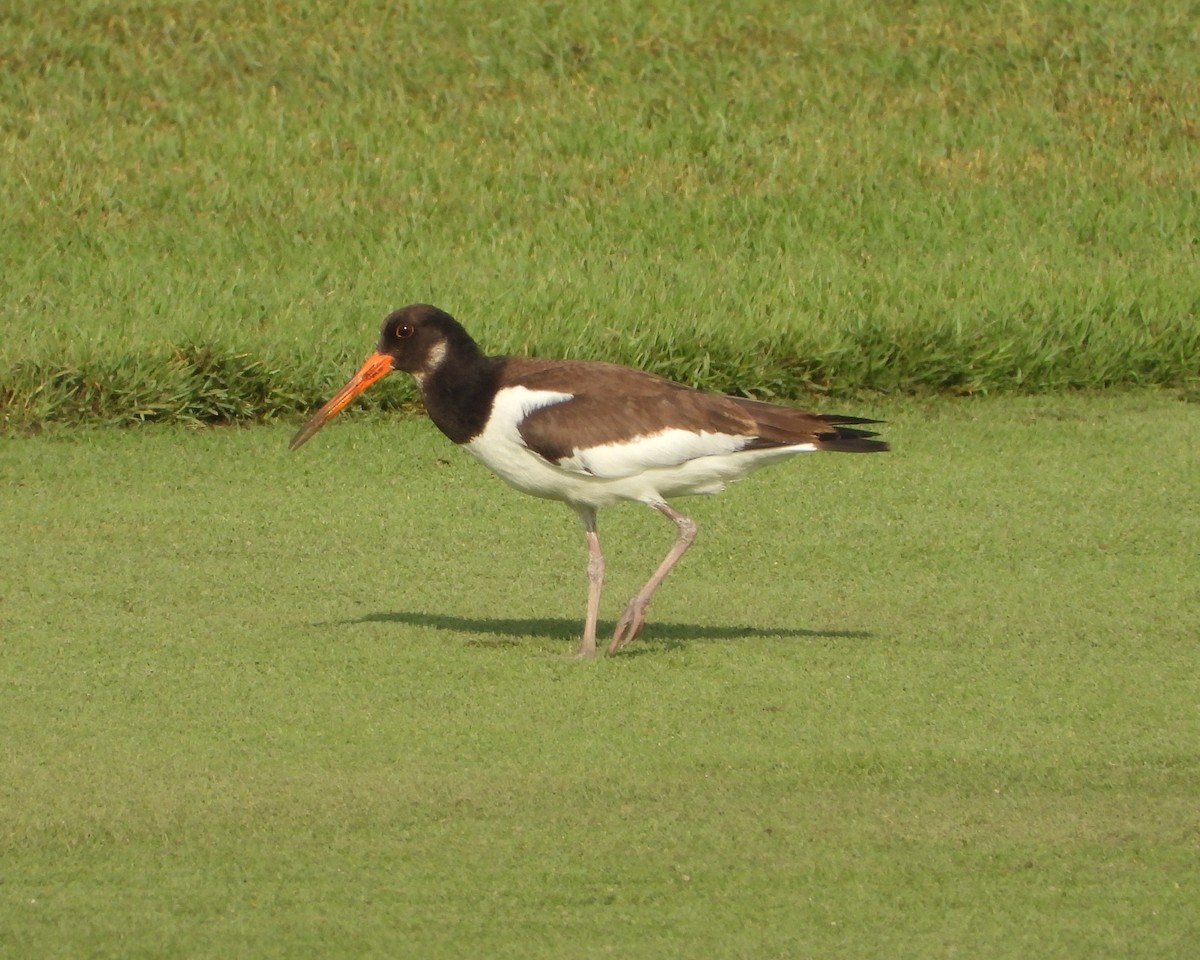 Eurasian Oystercatcher (Western) - ML642826498