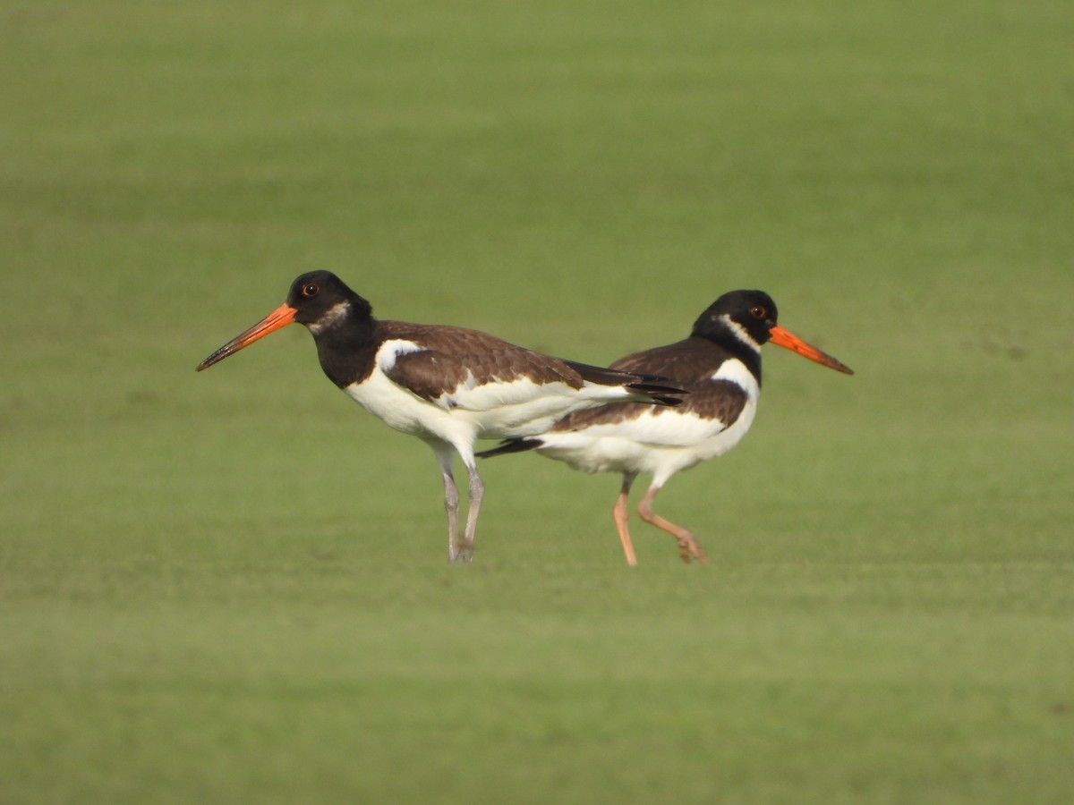 Eurasian Oystercatcher (Western) - ML642826499