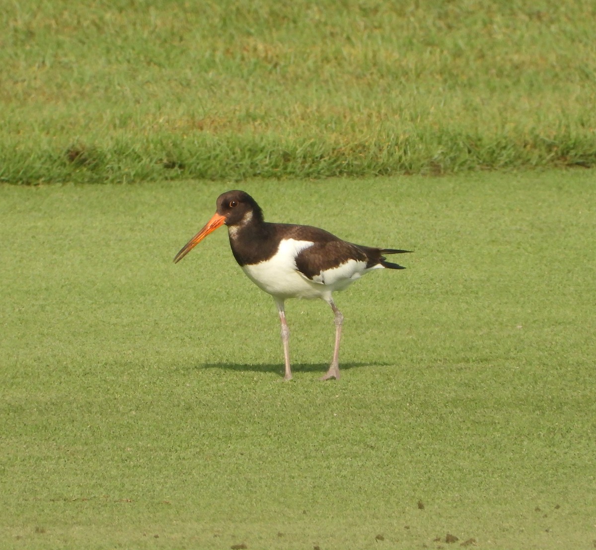 Eurasian Oystercatcher (Western) - ML642826500