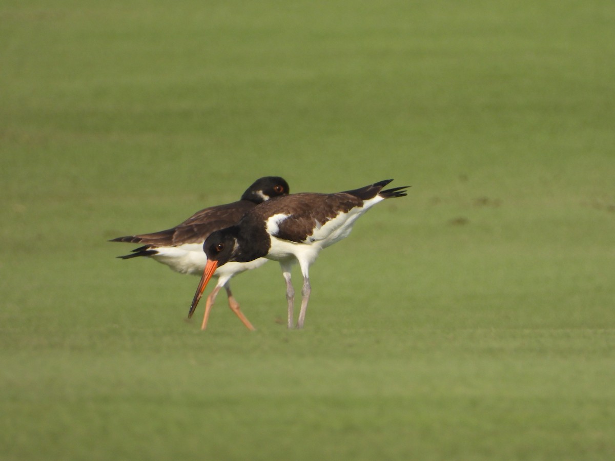 Eurasian Oystercatcher (Western) - ML642826501