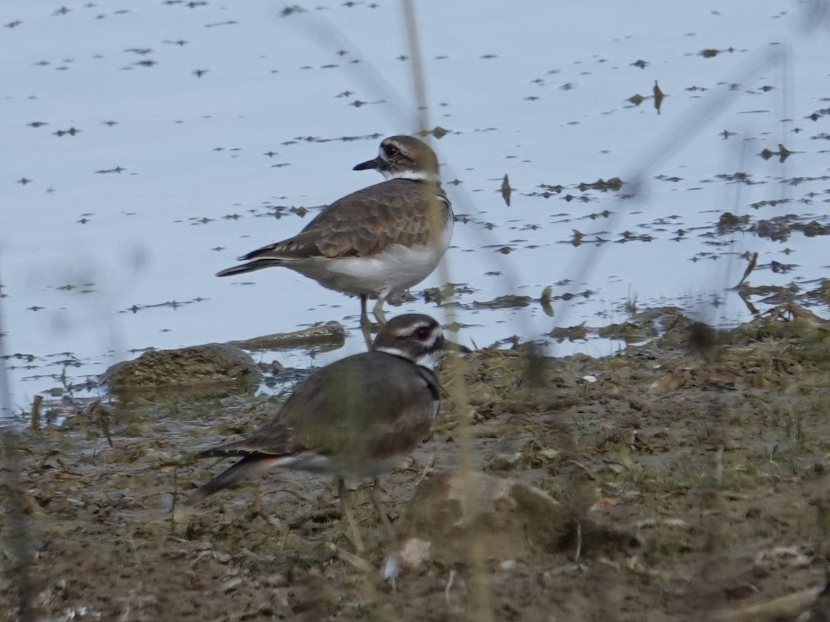Killdeer - ML642826504
