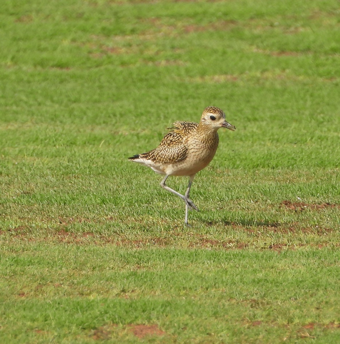Pacific Golden-Plover - ML642826518
