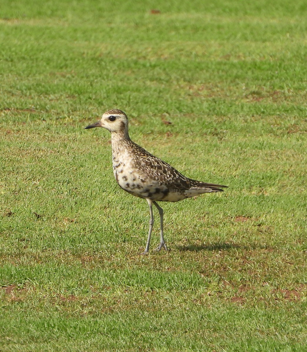 Pacific Golden-Plover - ML642826519