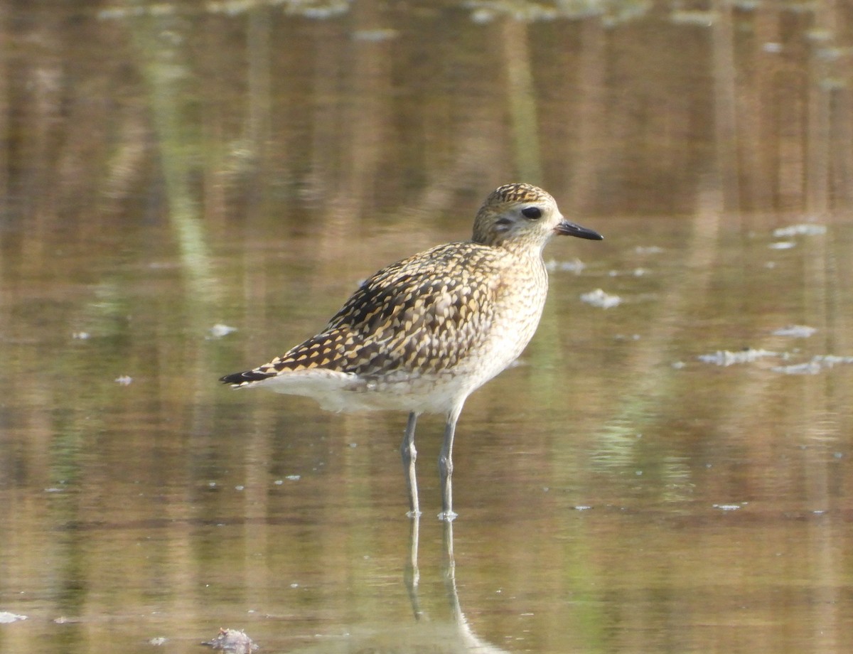 Pacific Golden-Plover - ML642826520