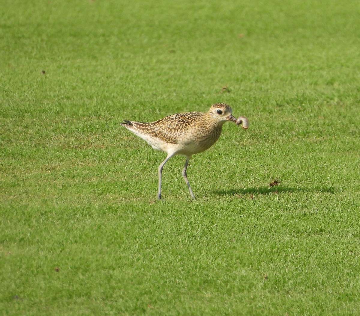 Pacific Golden-Plover - ML642826521