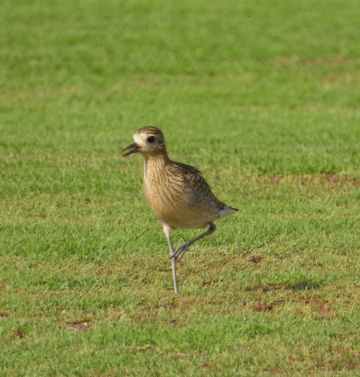 Pacific Golden-Plover - ML642826522