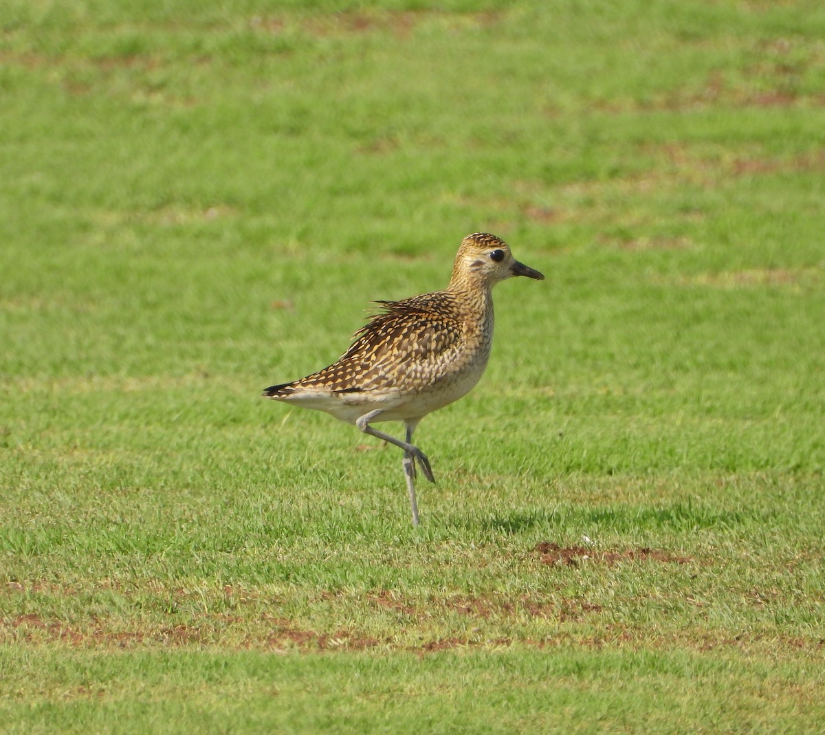 Pacific Golden-Plover - ML642826523