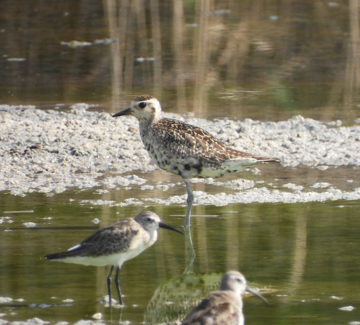 Pacific Golden-Plover - ML642826524