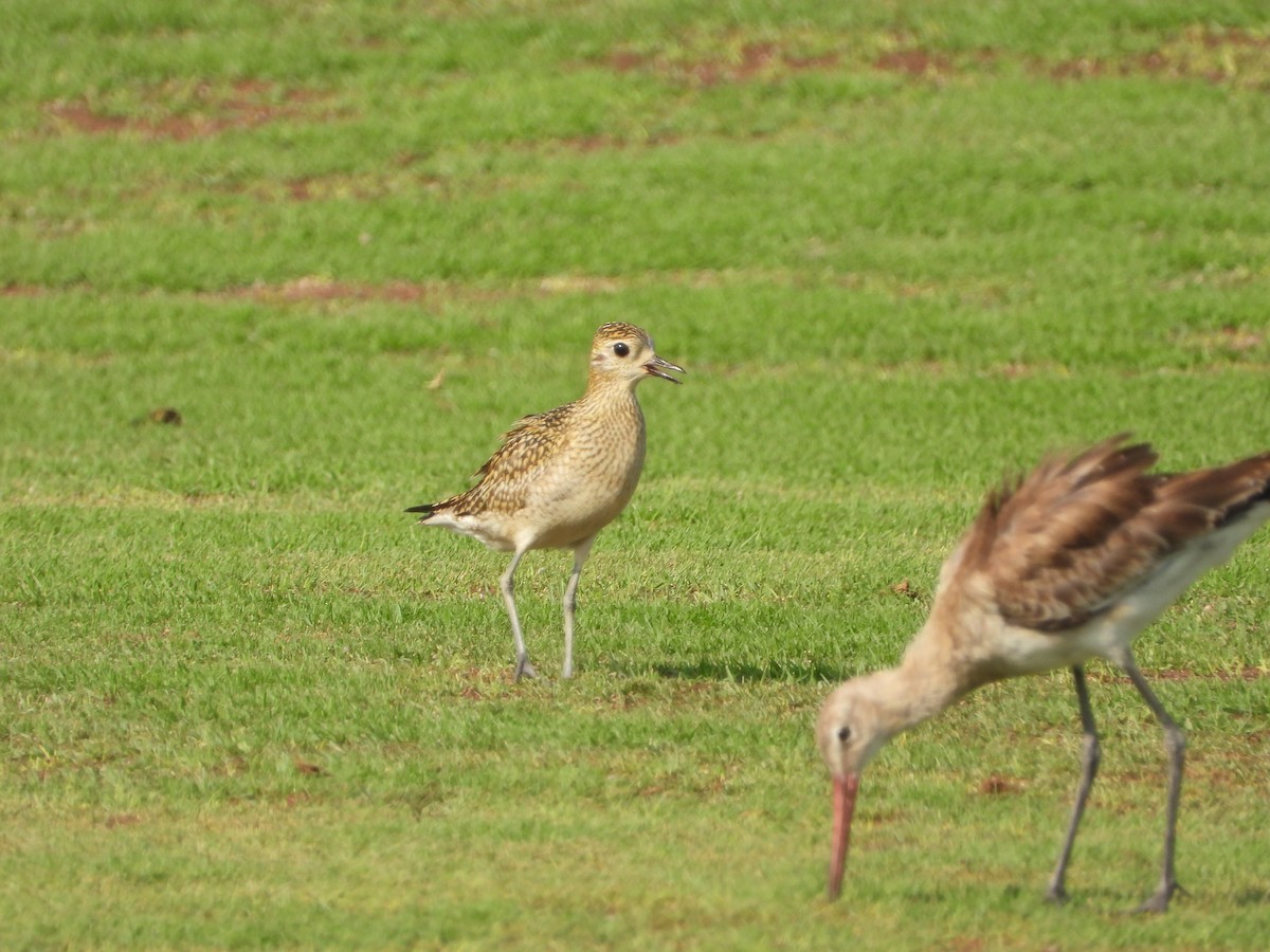 Pacific Golden-Plover - ML642826538