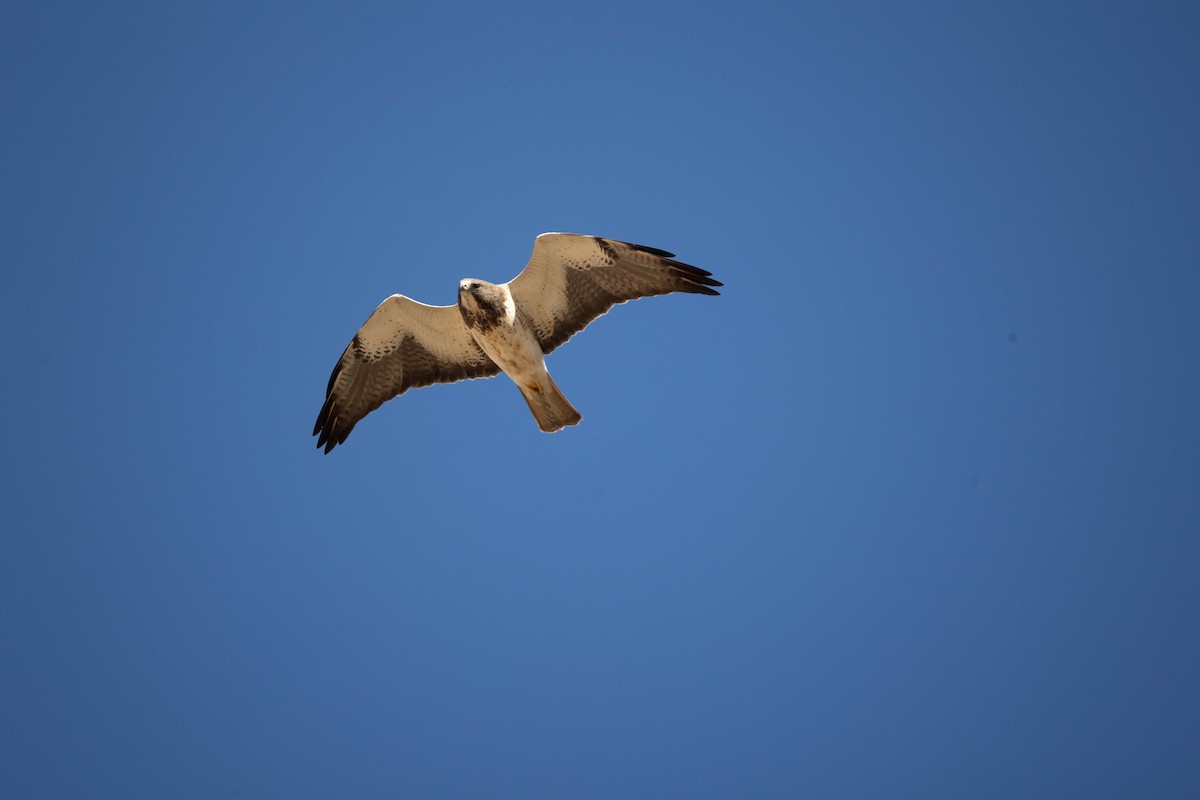 Swainson's Hawk - ML642826543