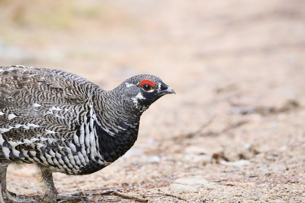 Spruce Grouse - ML642826547