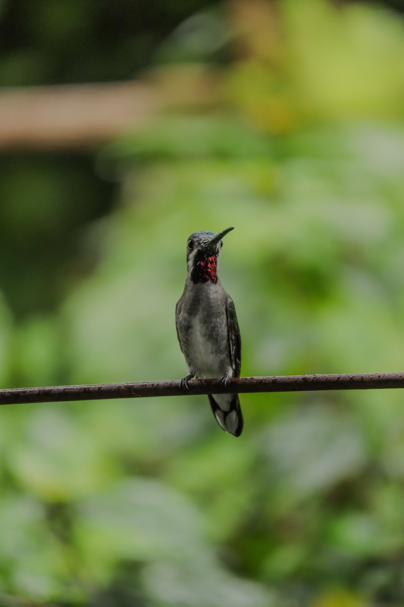 Long-billed Starthroat - ML642826552
