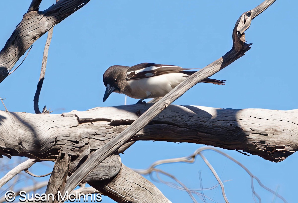 Pied Butcherbird - ML642826556