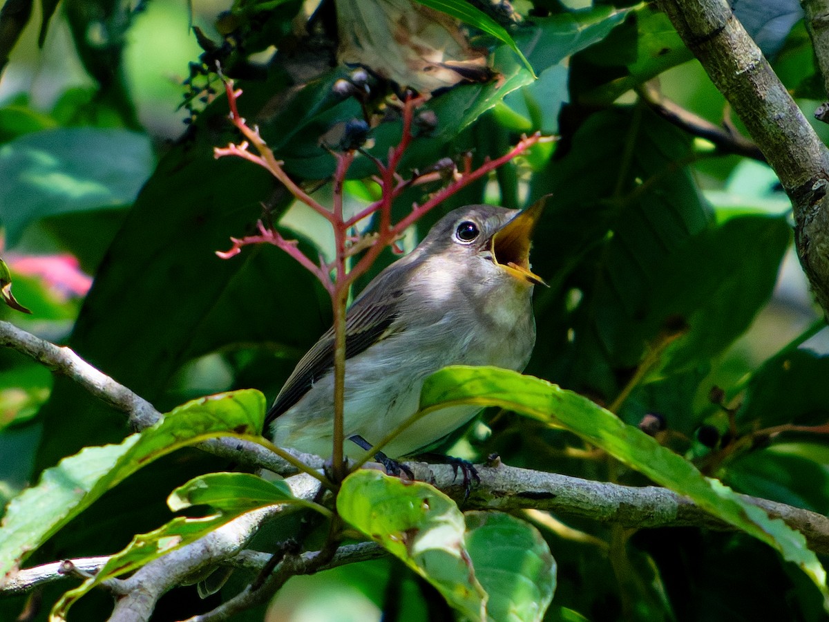 Asian Brown Flycatcher - ML642826558