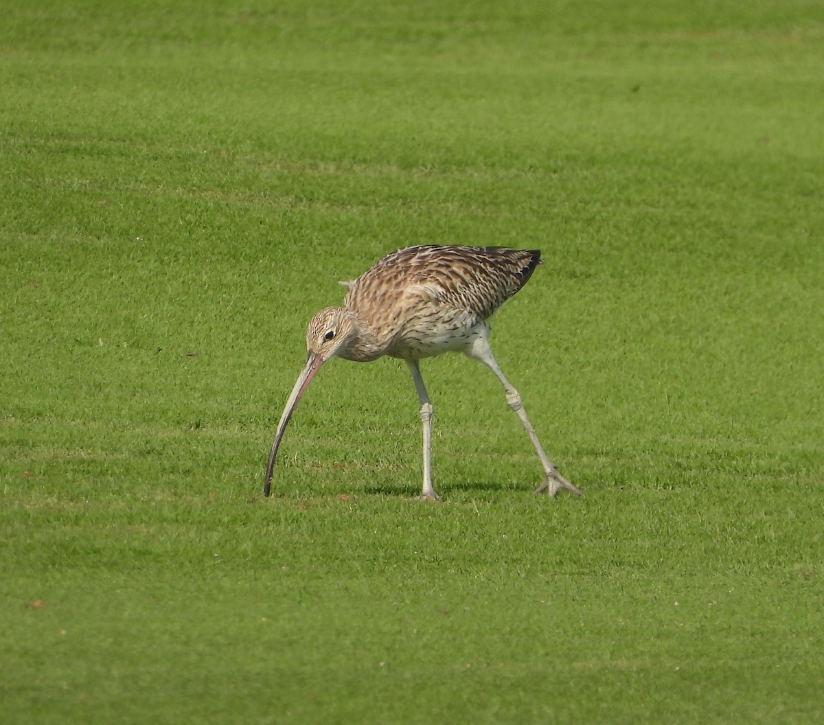 Eurasian Curlew - ML642826574