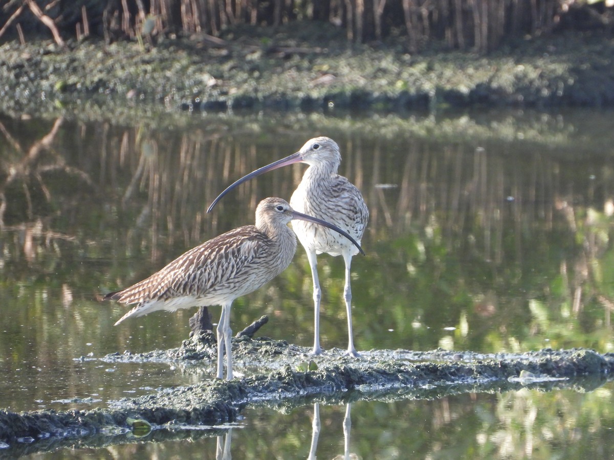 Eurasian Curlew - ML642826575