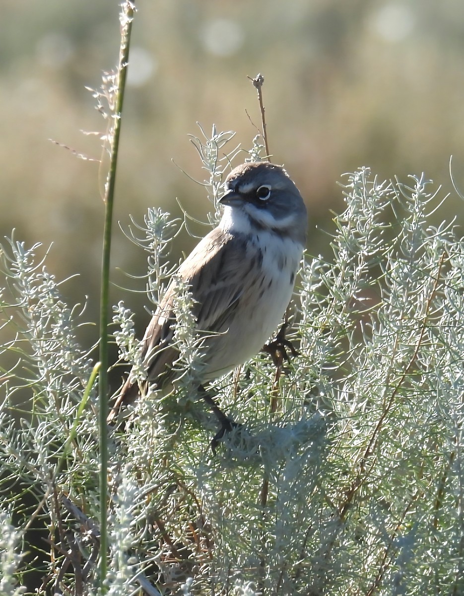 Sagebrush Sparrow - ML642826581