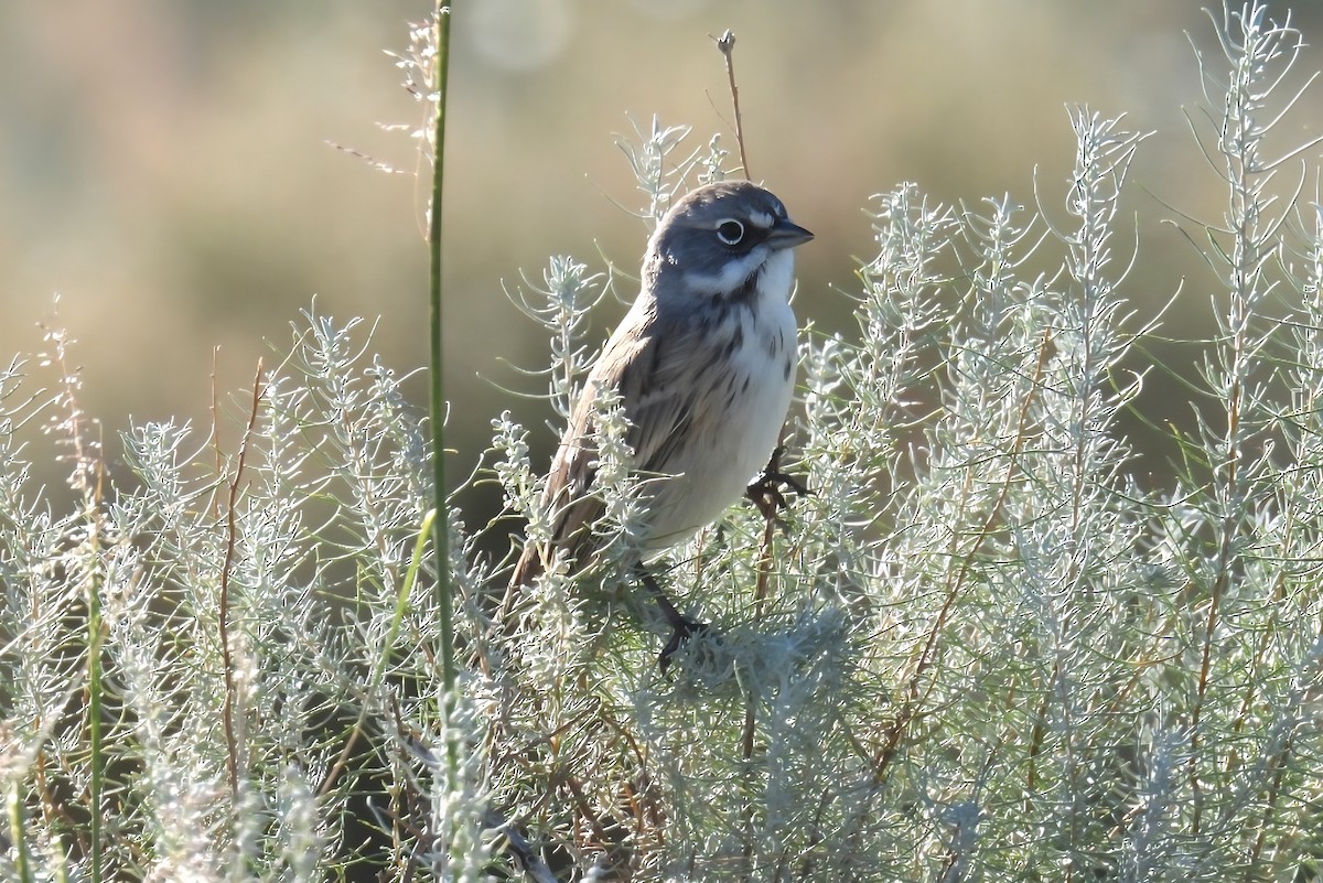 Sagebrush Sparrow - ML642826583