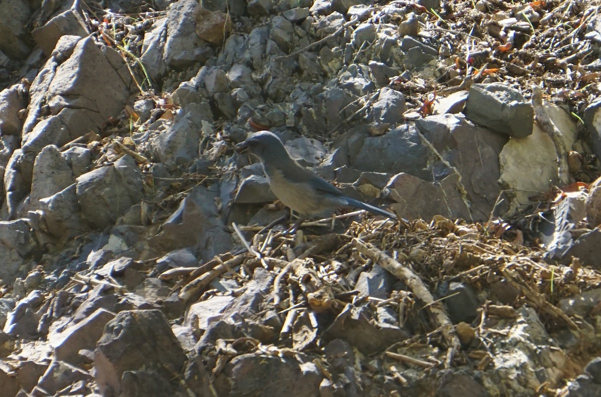 Woodhouse's Scrub-Jay - ML642826586
