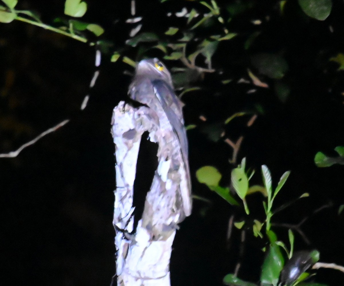 Common Potoo - ML642826594