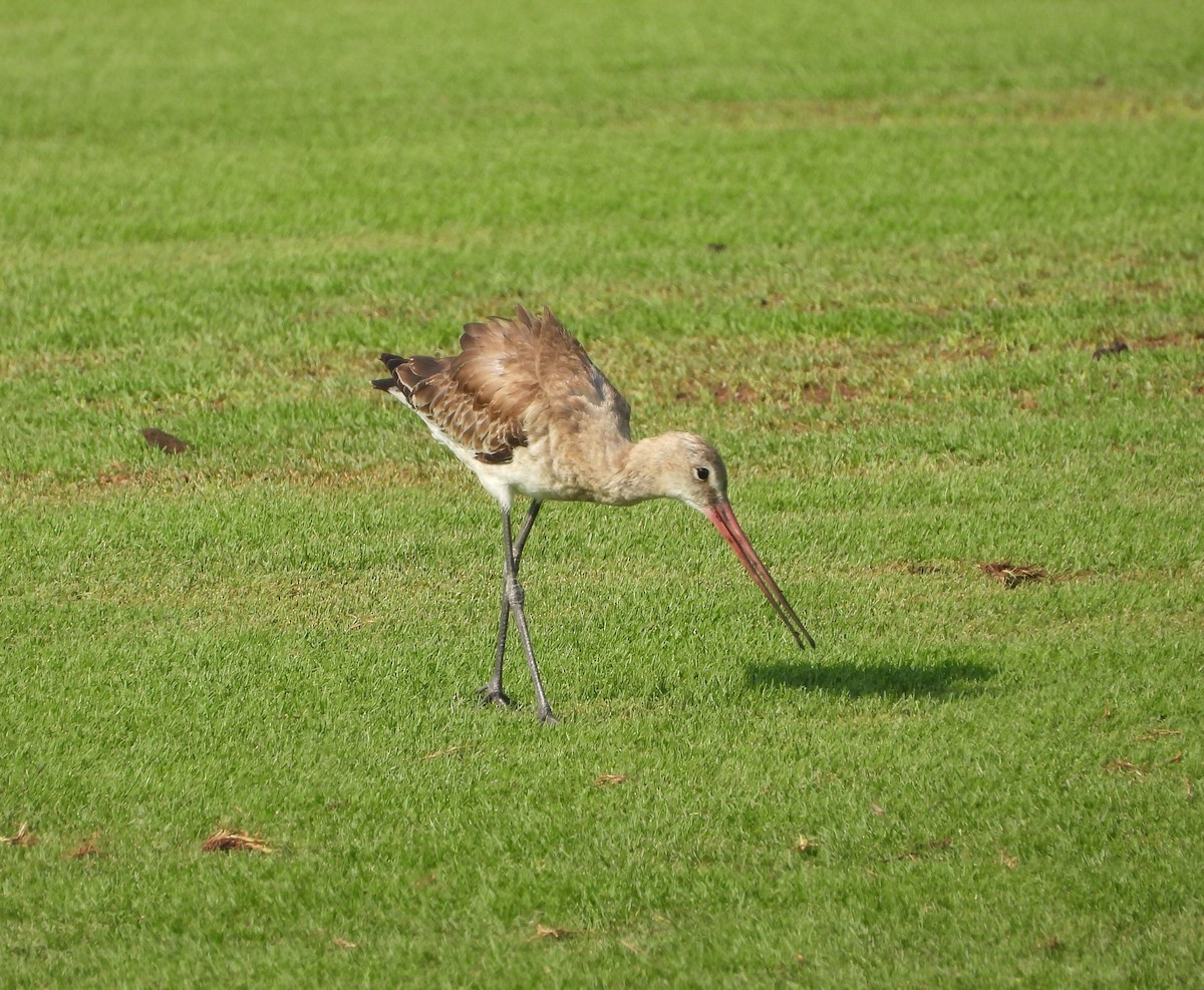 Black-tailed Godwit (European) - ML642826595