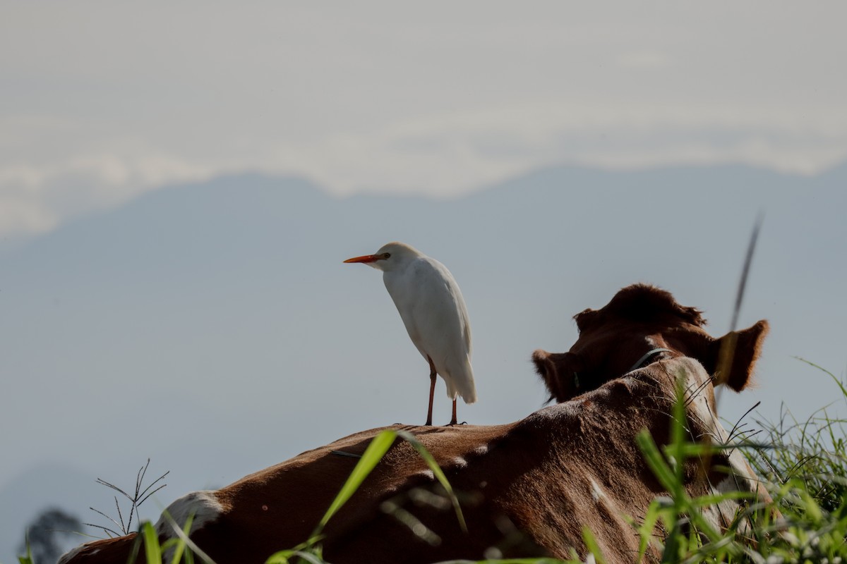 Western Cattle-Egret - ML642826596