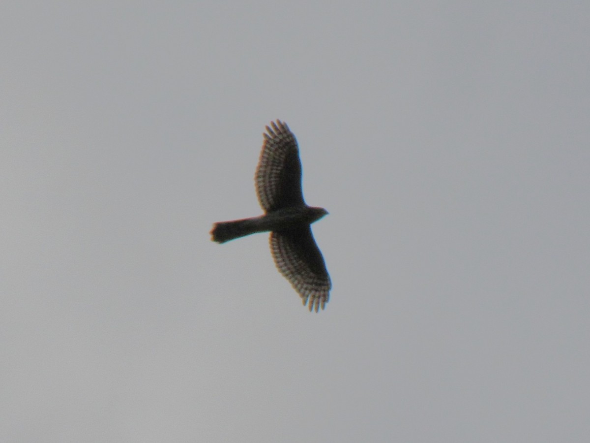 Cooper's Hawk - ML642826605