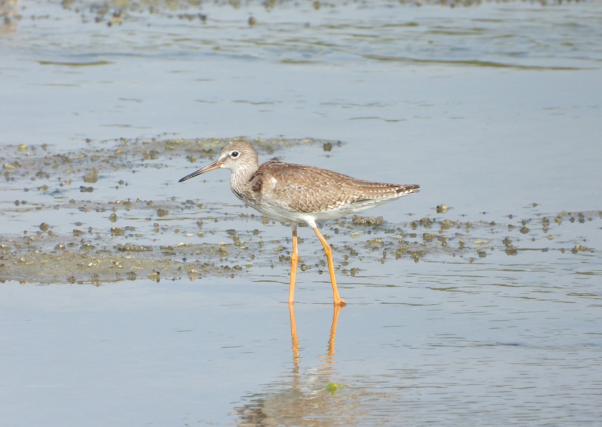 Common Redshank - ML642826608