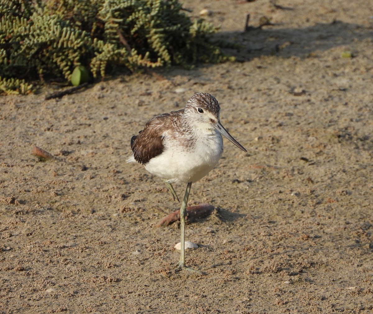 Common Greenshank - ML642826615