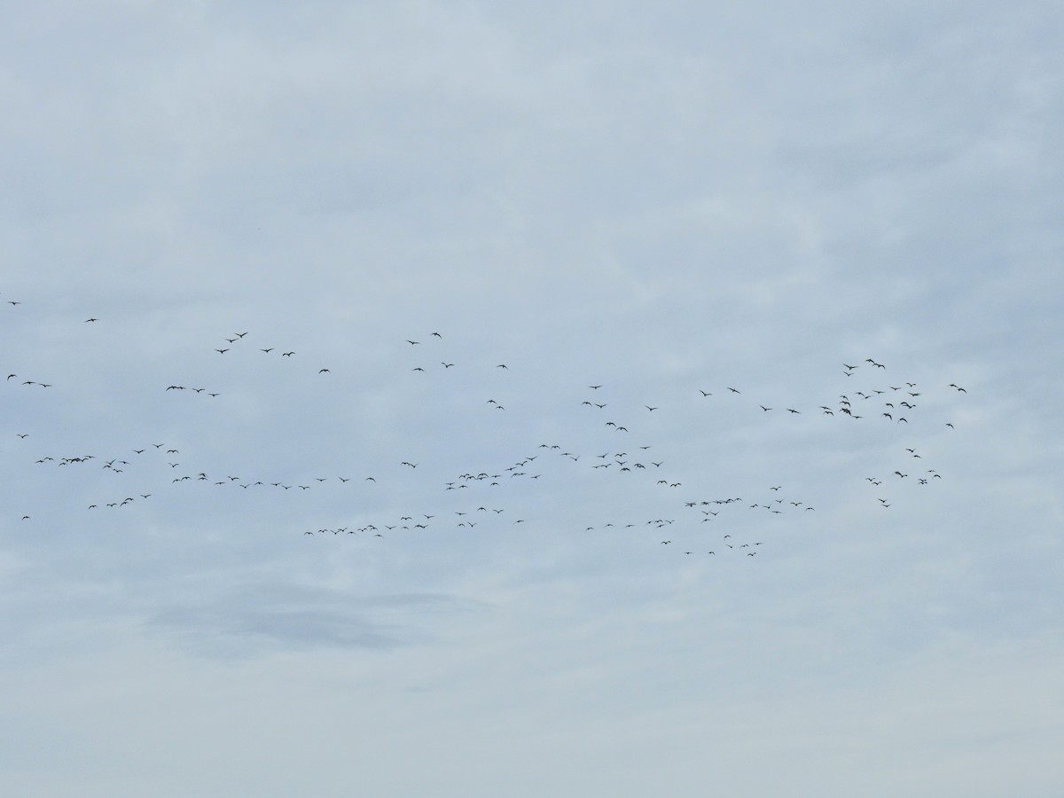 Pink-footed Goose - ML642826618