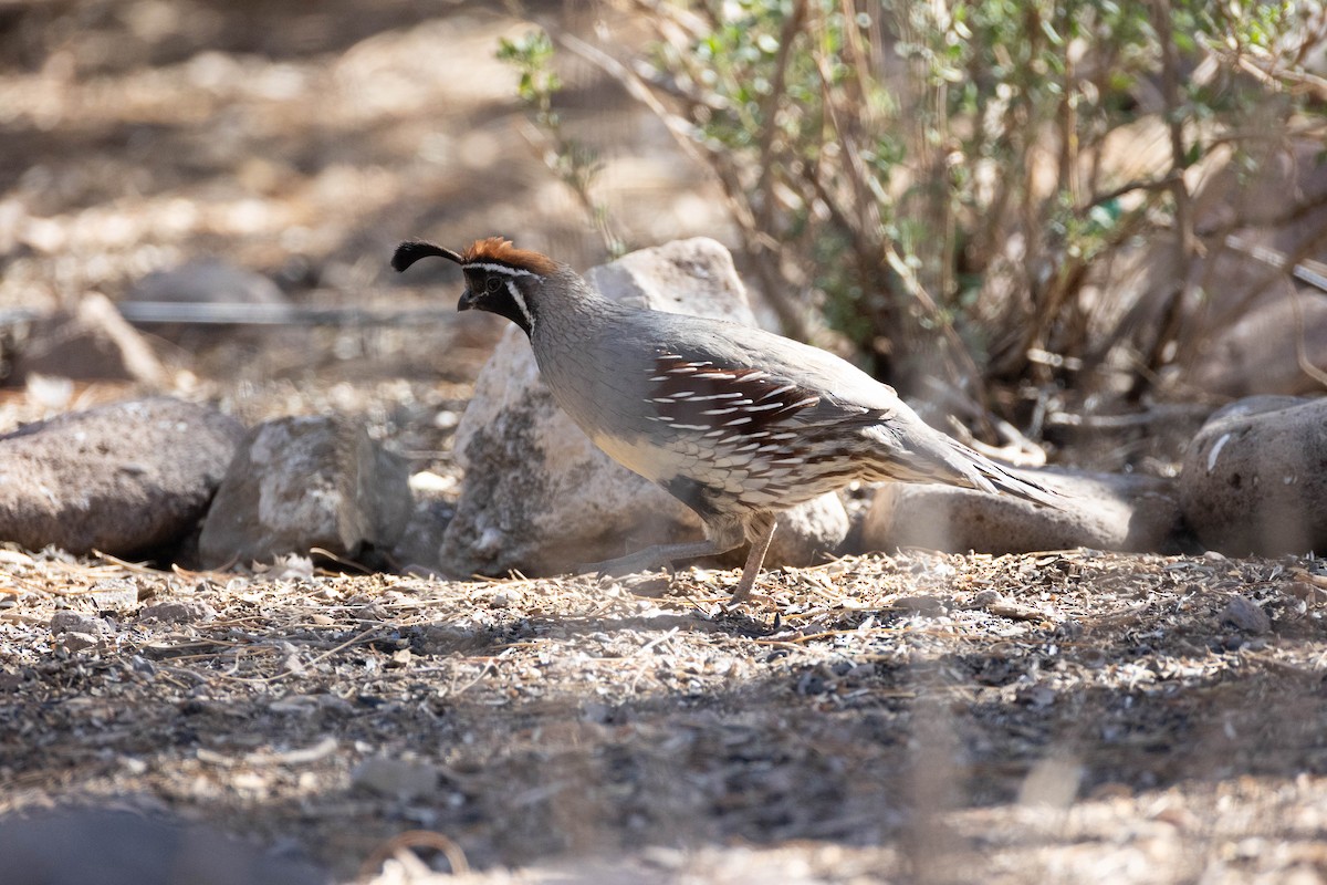 Gambel's Quail - ML642826622