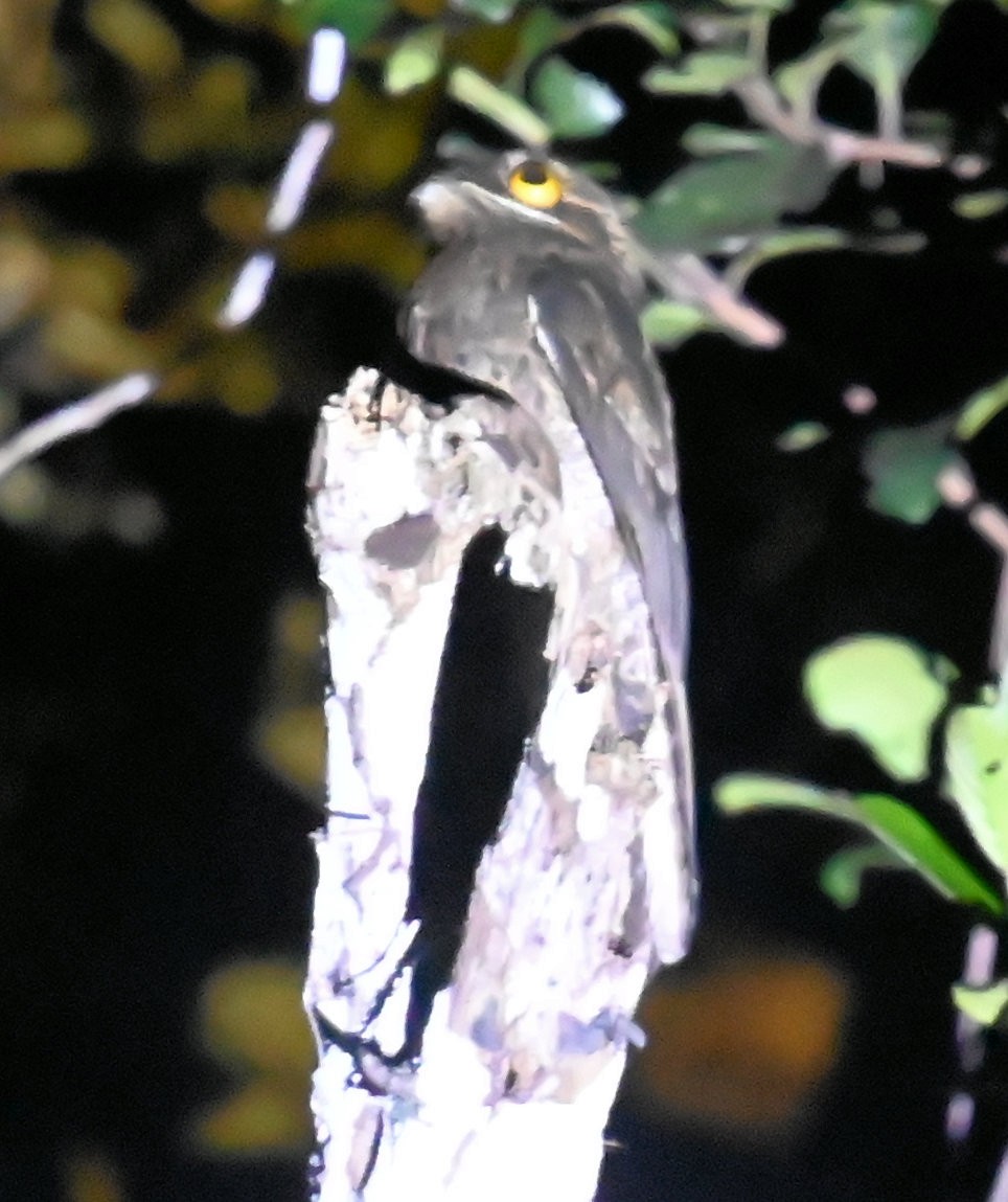 Common Potoo - ML642826624