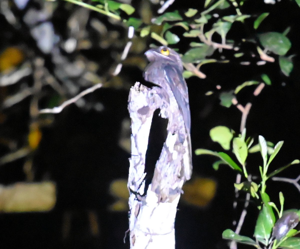 Common Potoo - ML642826625