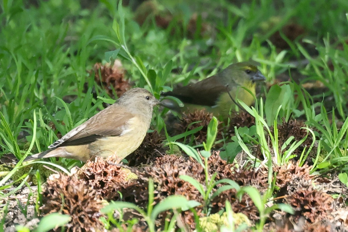 Cape Siskin - ML642826635