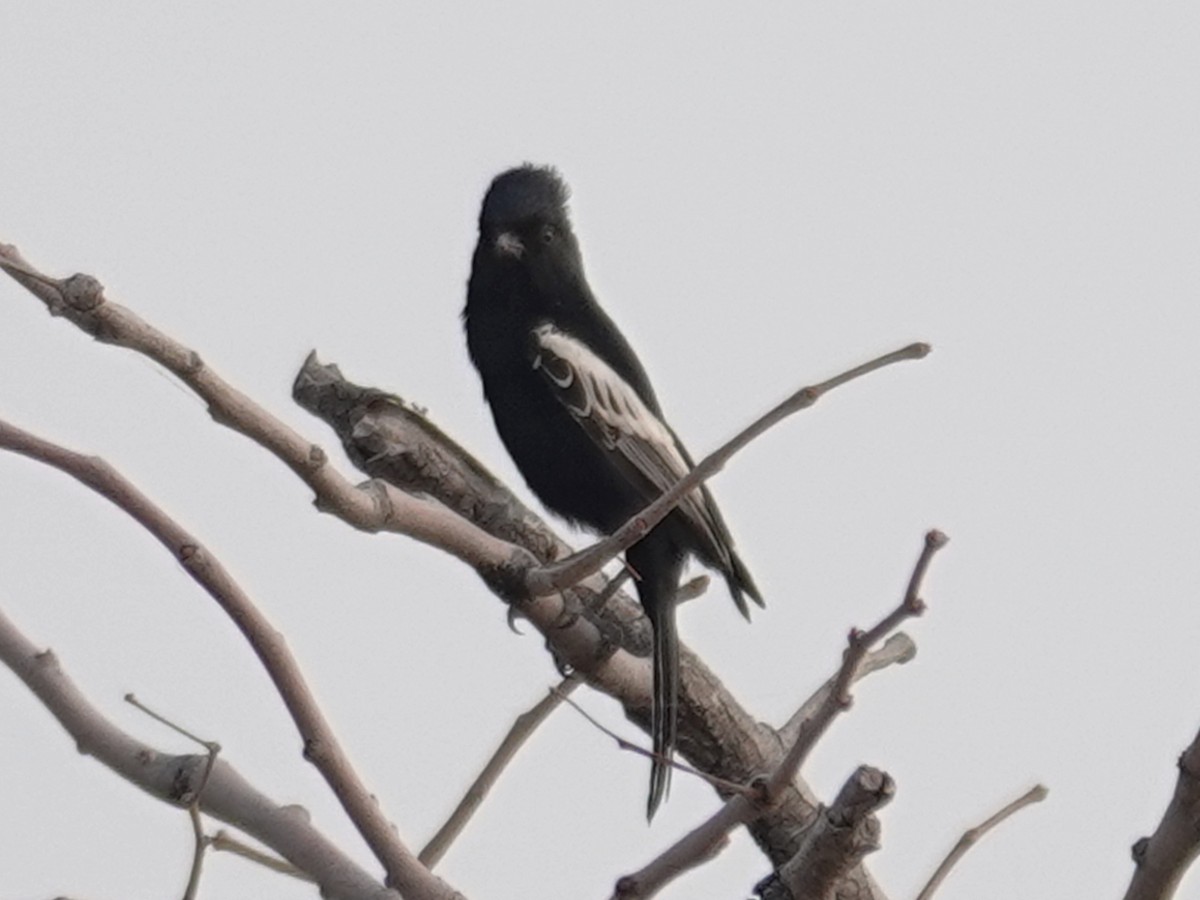 Carp's Tit - ML642826636