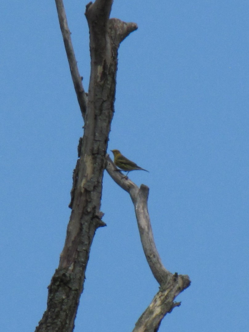 Cape May Warbler - ML642826637