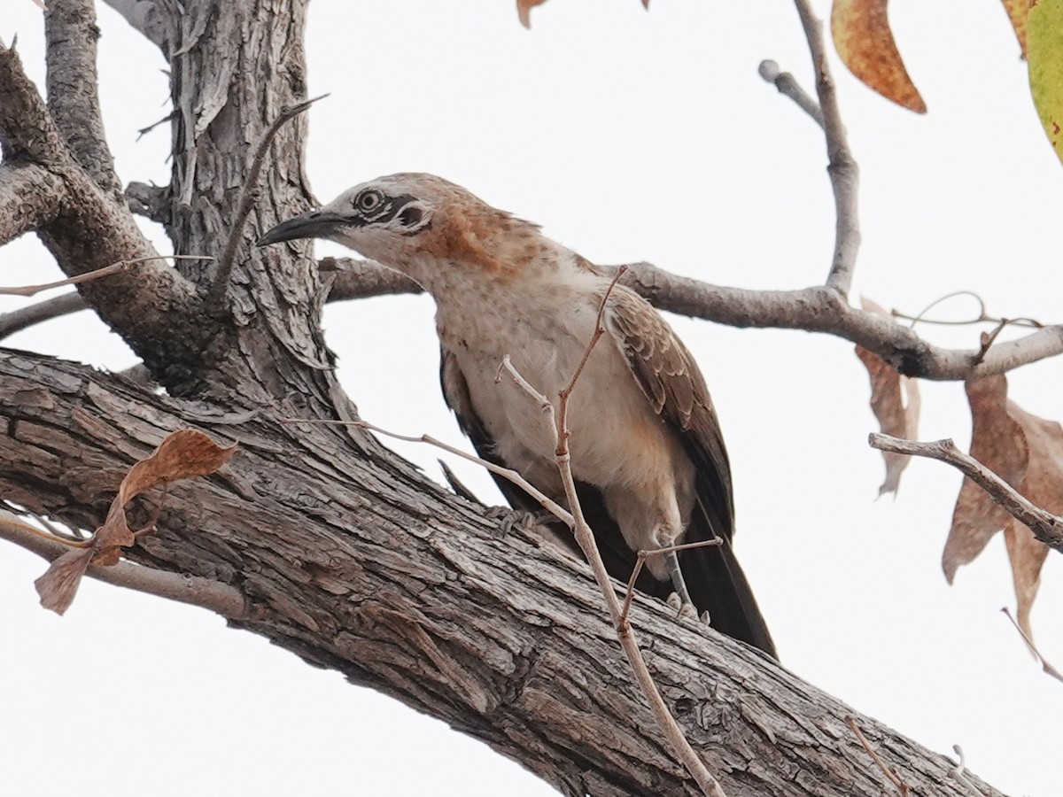 Bare-cheeked Babbler - ML642826641