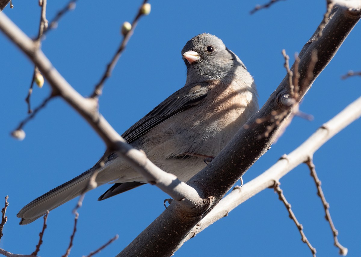 Junco ardoisé (mearnsi) - ML642826644