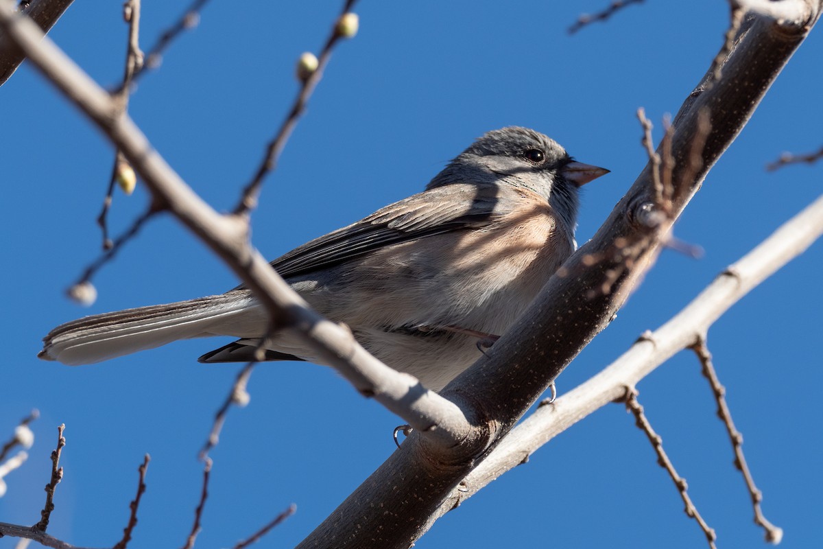 Junco ardoisé (mearnsi) - ML642826645