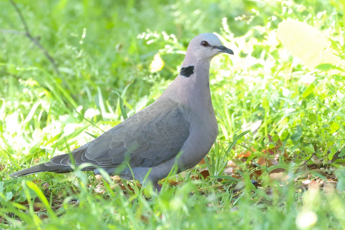 Red-eyed Dove - ML642826647