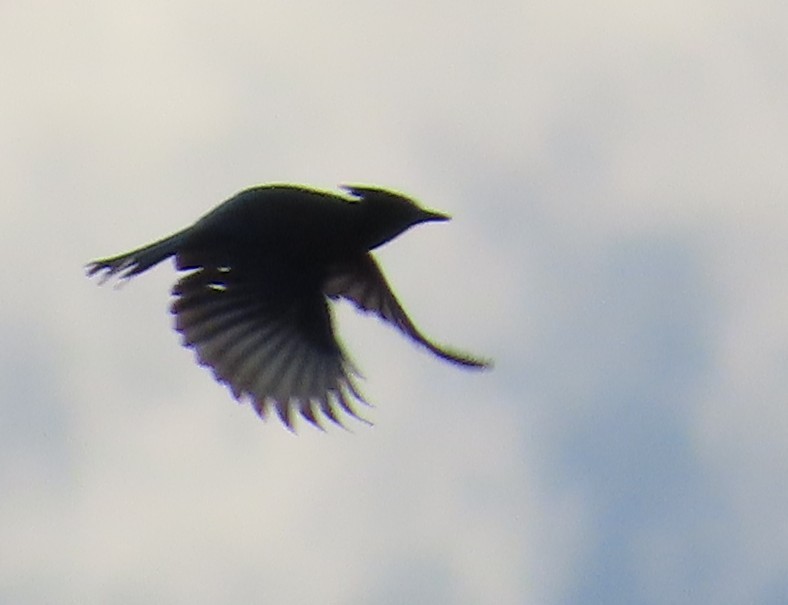 Steller's Jay (Southwest Interior) - ML642826649