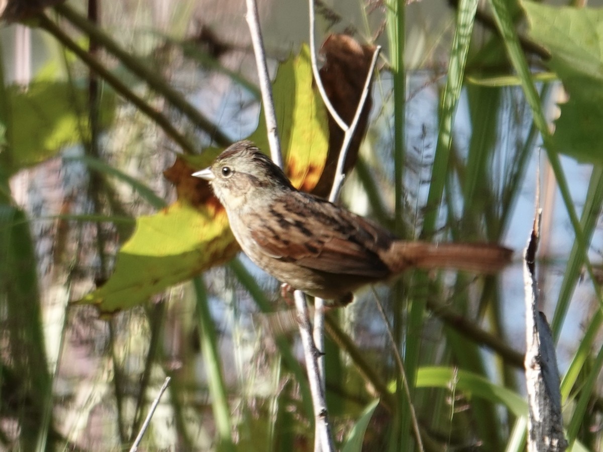 Swamp Sparrow - ML642826652