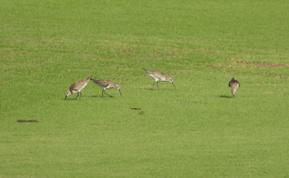 Curlew Sandpiper - ML642826653