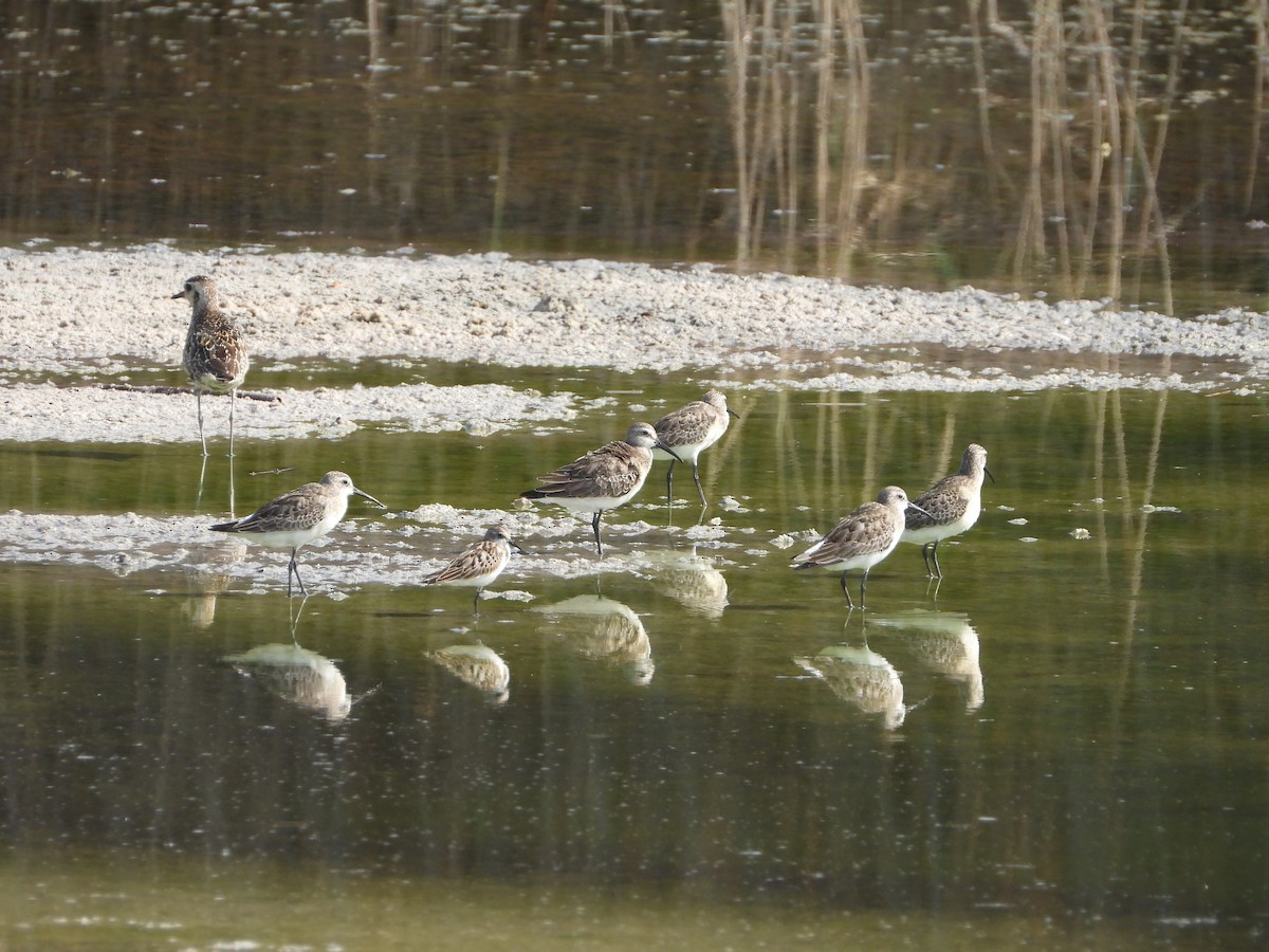 Curlew Sandpiper - ML642826654