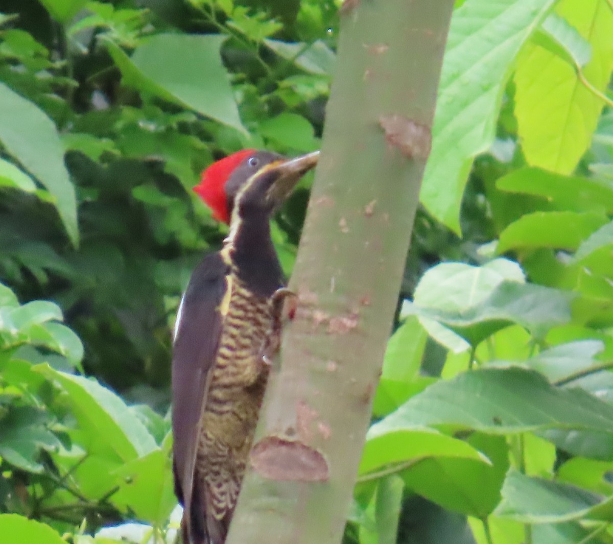 Lineated Woodpecker - ML642826656