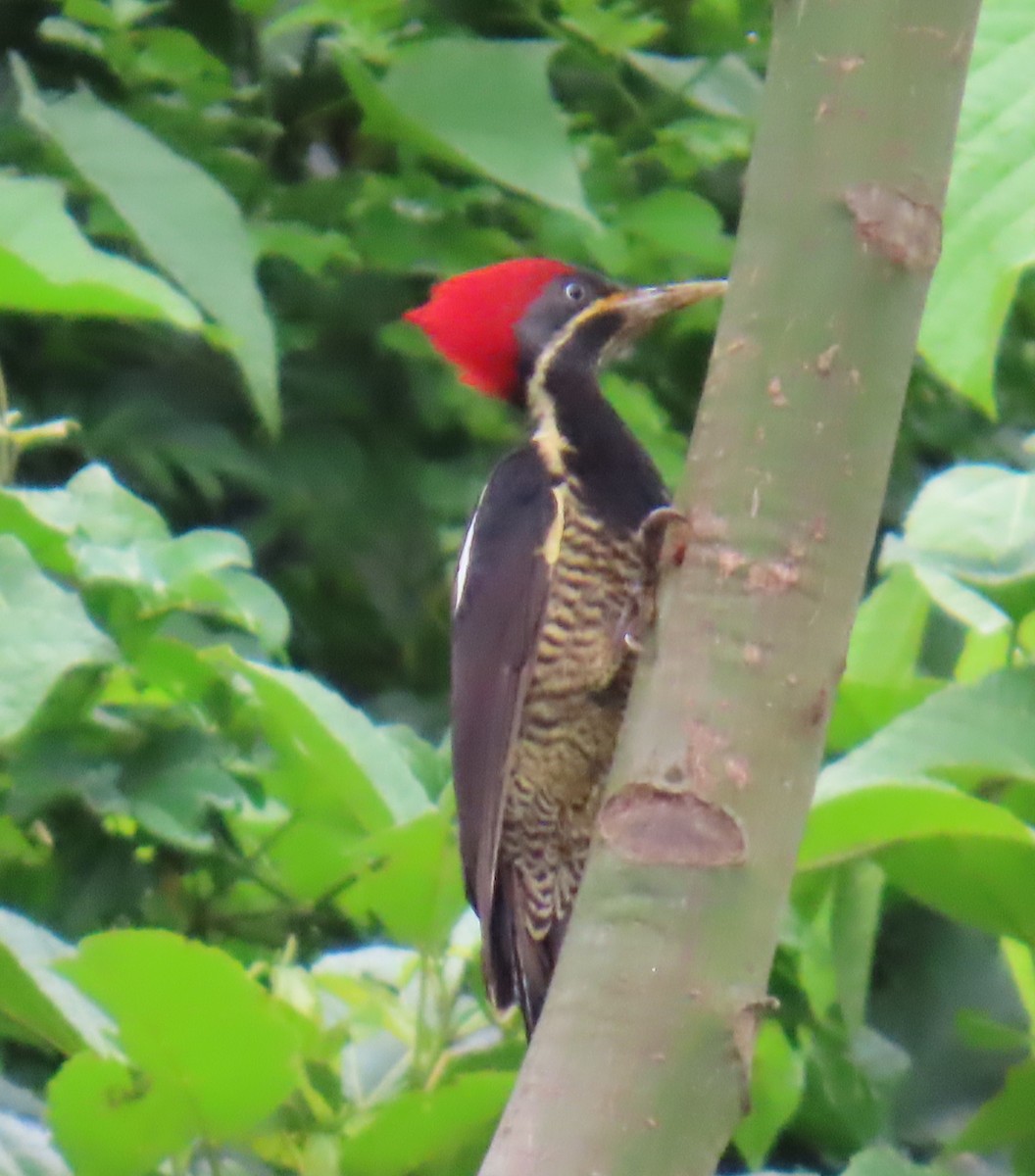 Lineated Woodpecker - ML642826657