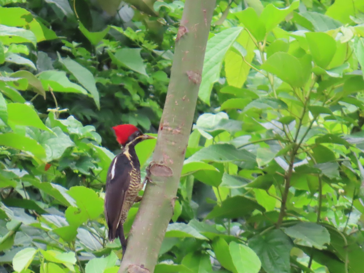 Lineated Woodpecker - ML642826658