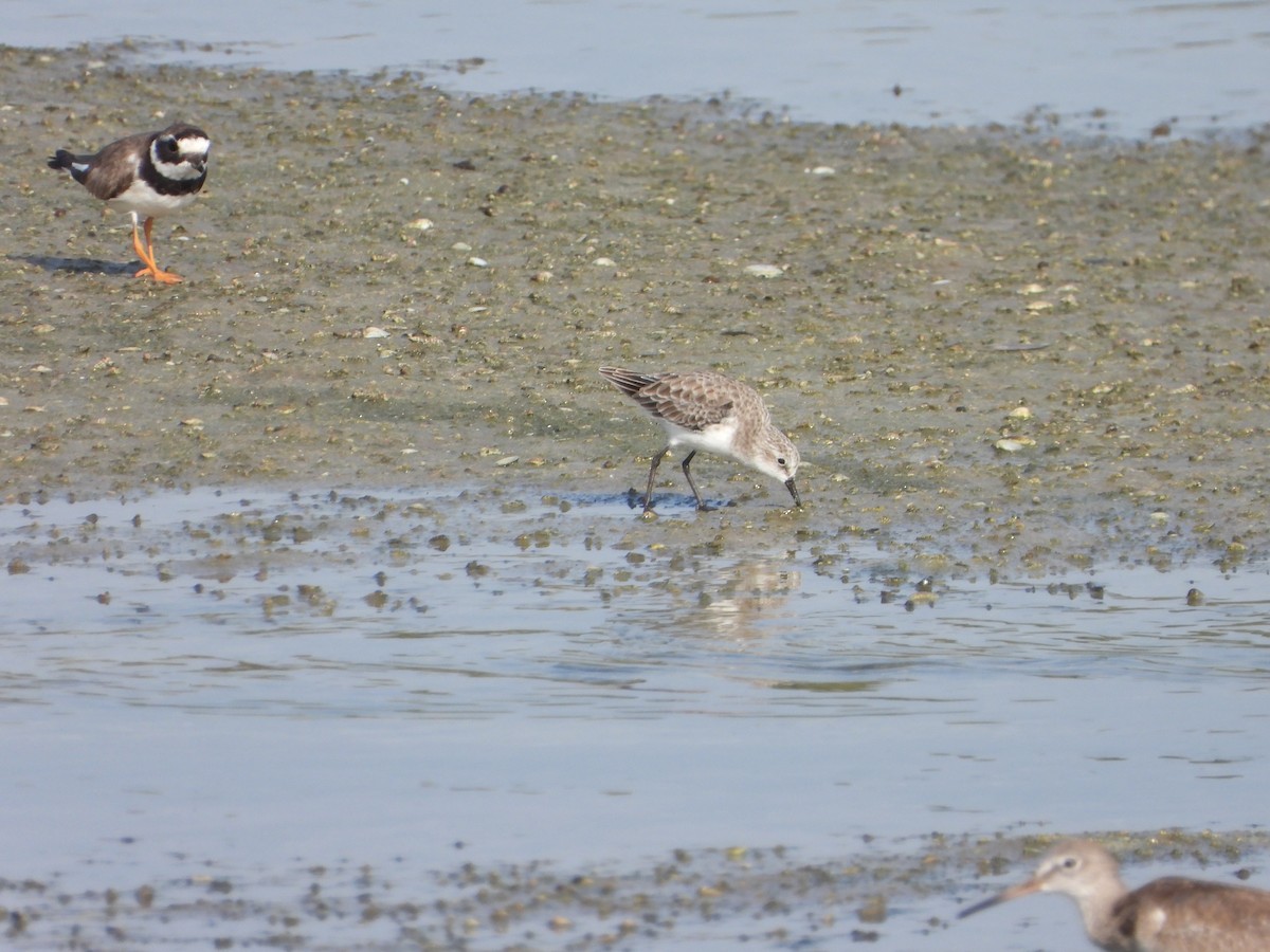Little Stint - ML642826667