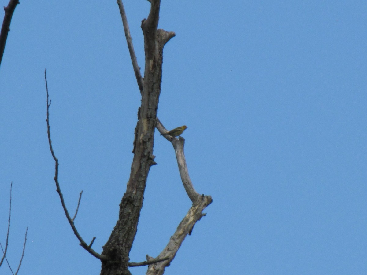 Cape May Warbler - ML642826672